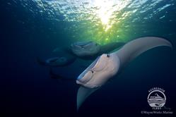 Palau Aggressor II Liveaboard.